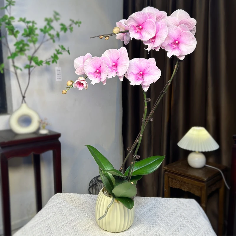 蝴蝶兰大花梦幻之星带花苞粉色迷雾室内绿植花卉盆栽