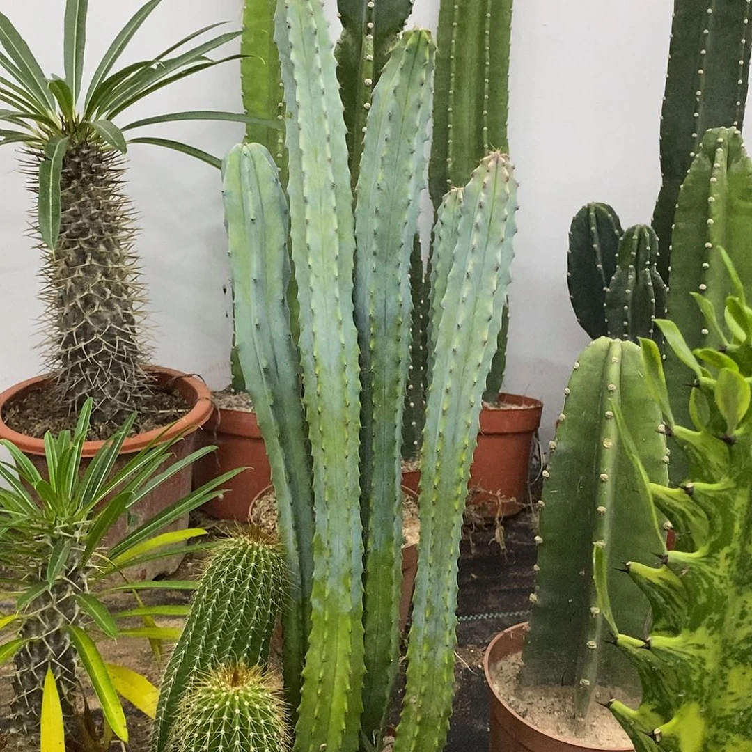 泰龙木一物一拍一