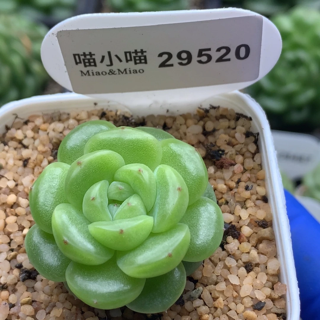 多肉植物杂交珍妮