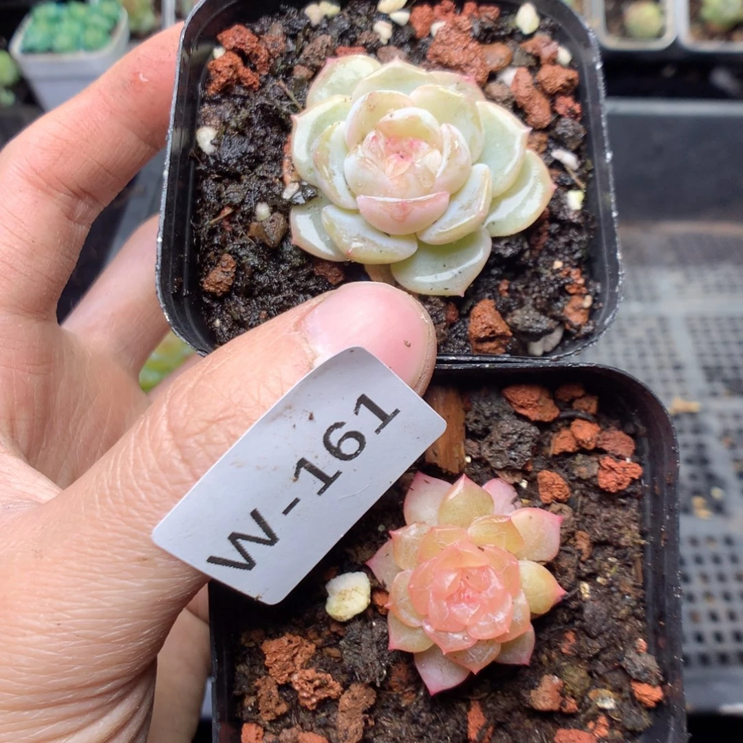 无花朵W161yyyyyyyy