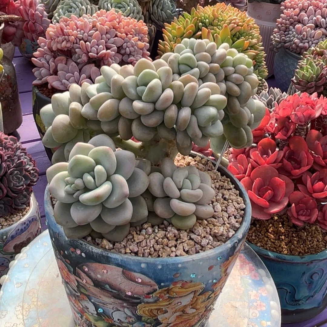 洛神树缀一物一拍