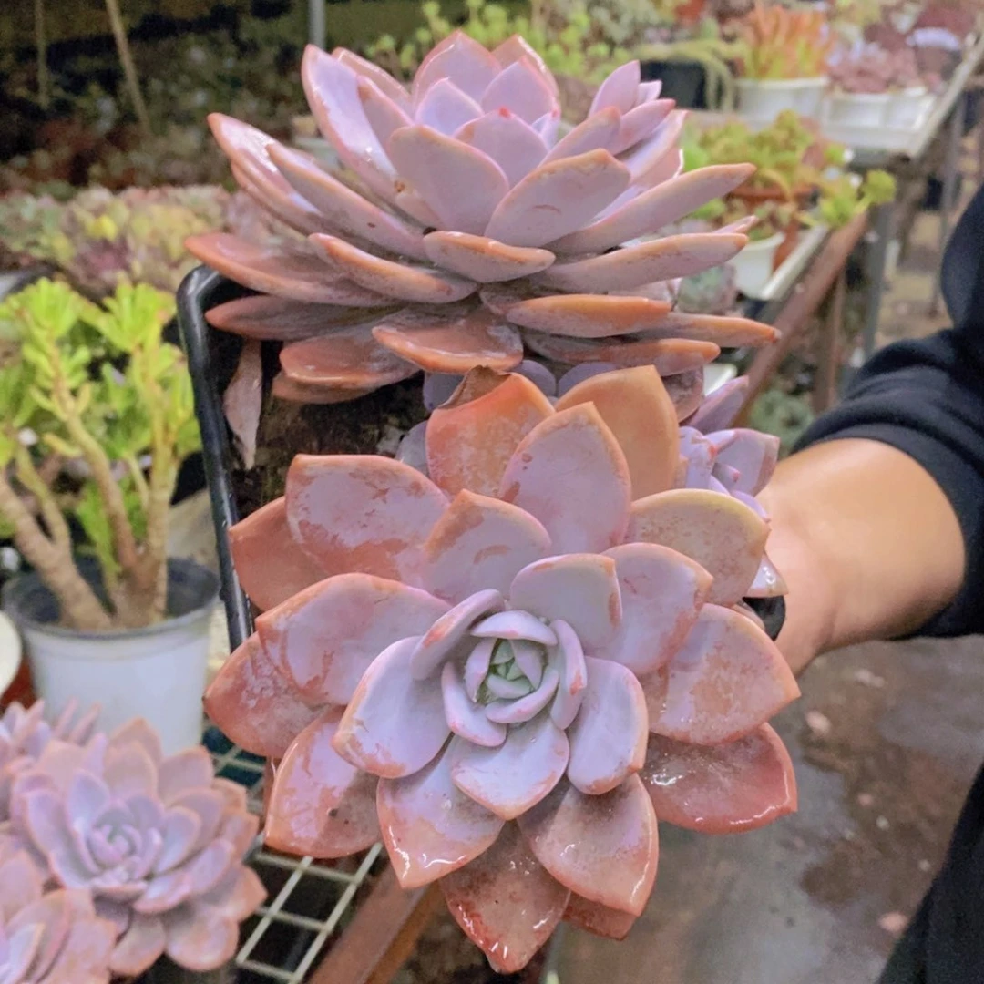 红茶大双头起发老桩