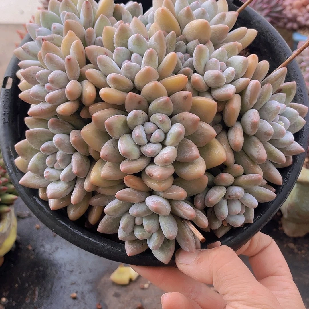 5695香水多肉植物