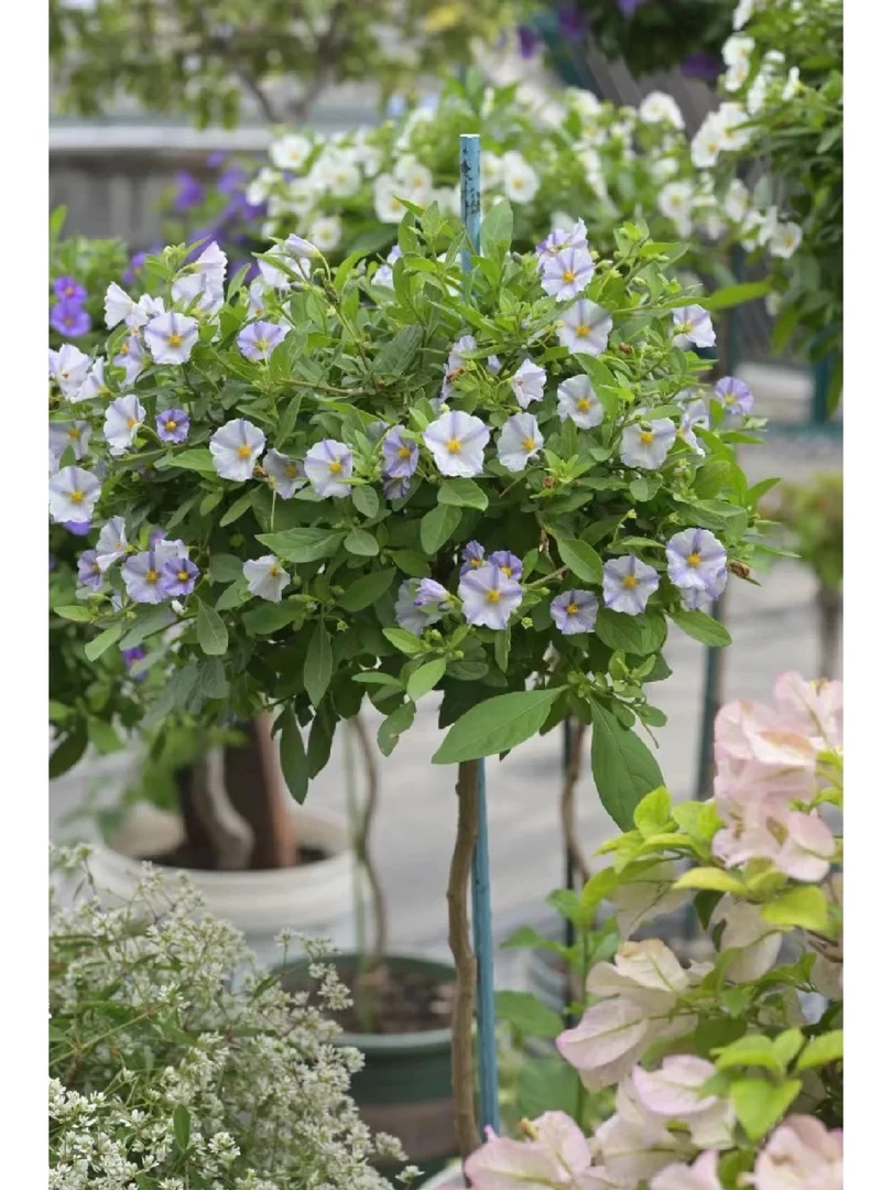 【 蓝茄花】棒棒糖庭院阳台盆栽耐寒开花机器多年生花卉植物