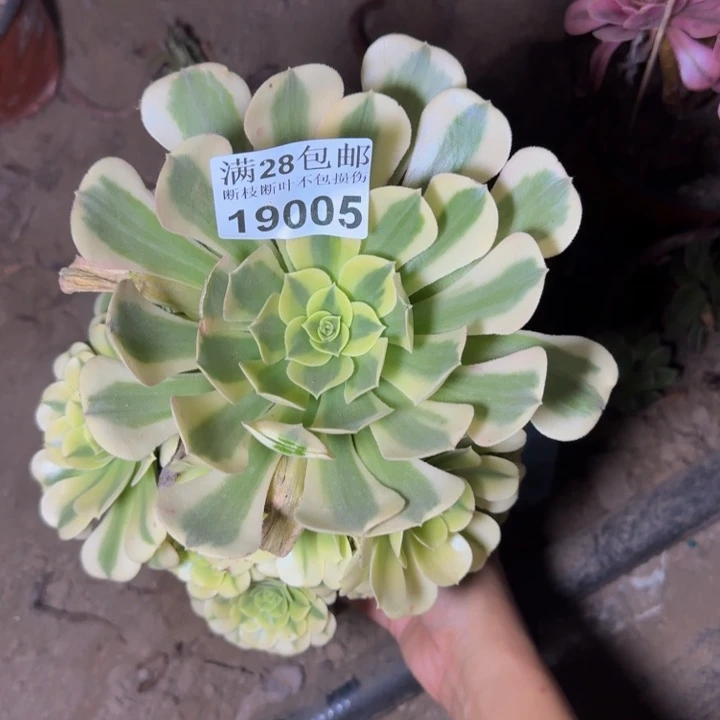 19005绿豆沙不包断枝多肉