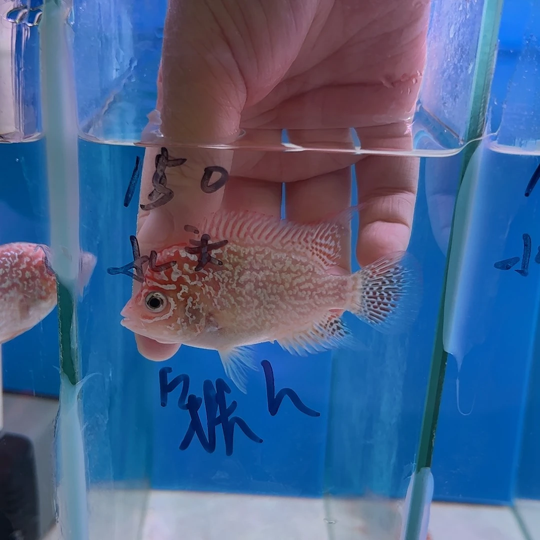 罗汉鱼火凤大苗子