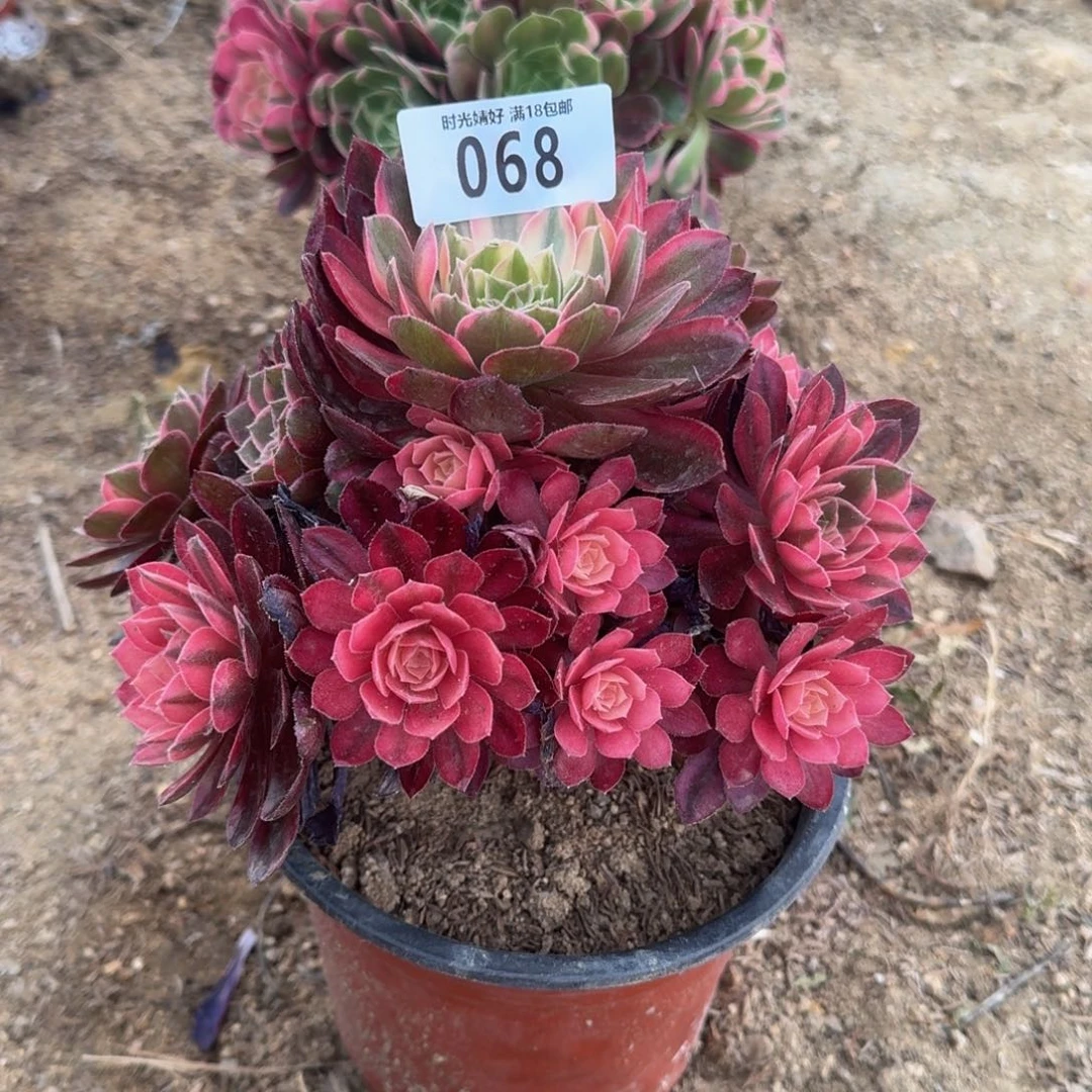 068黑魔锦多肉植物