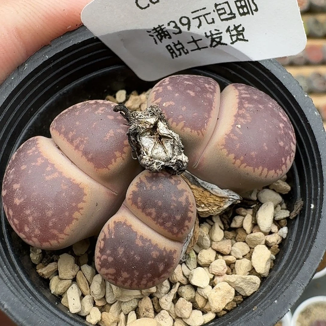 683多肉哈哈哈哈哈哈