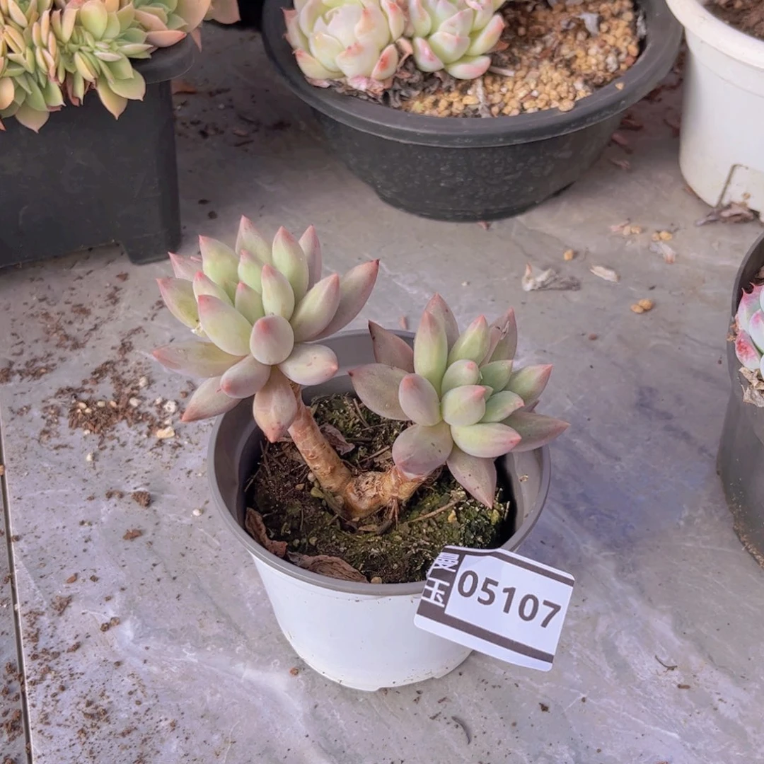 水晶球多肉植物05107