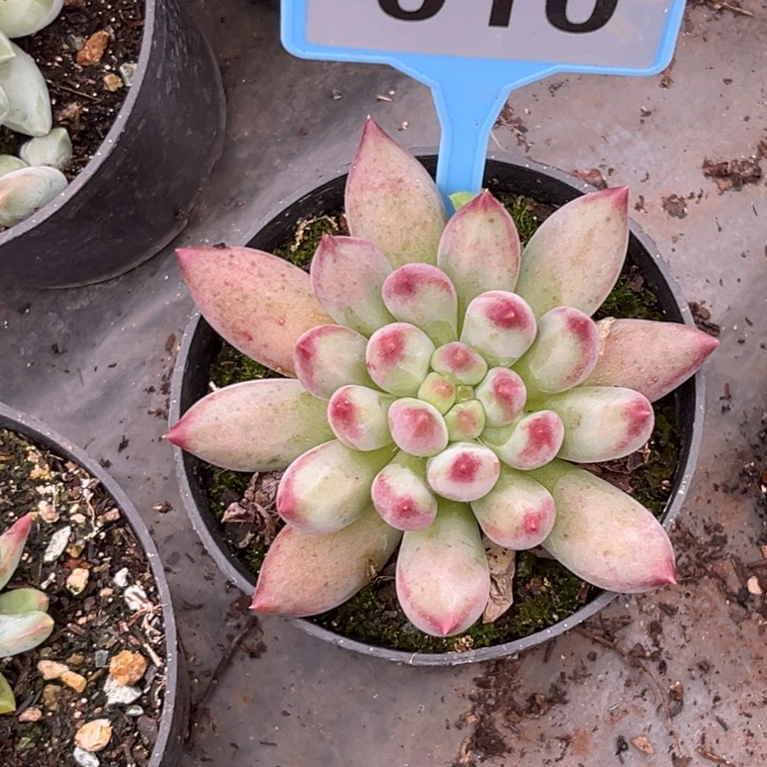 多肉植物二代虞010