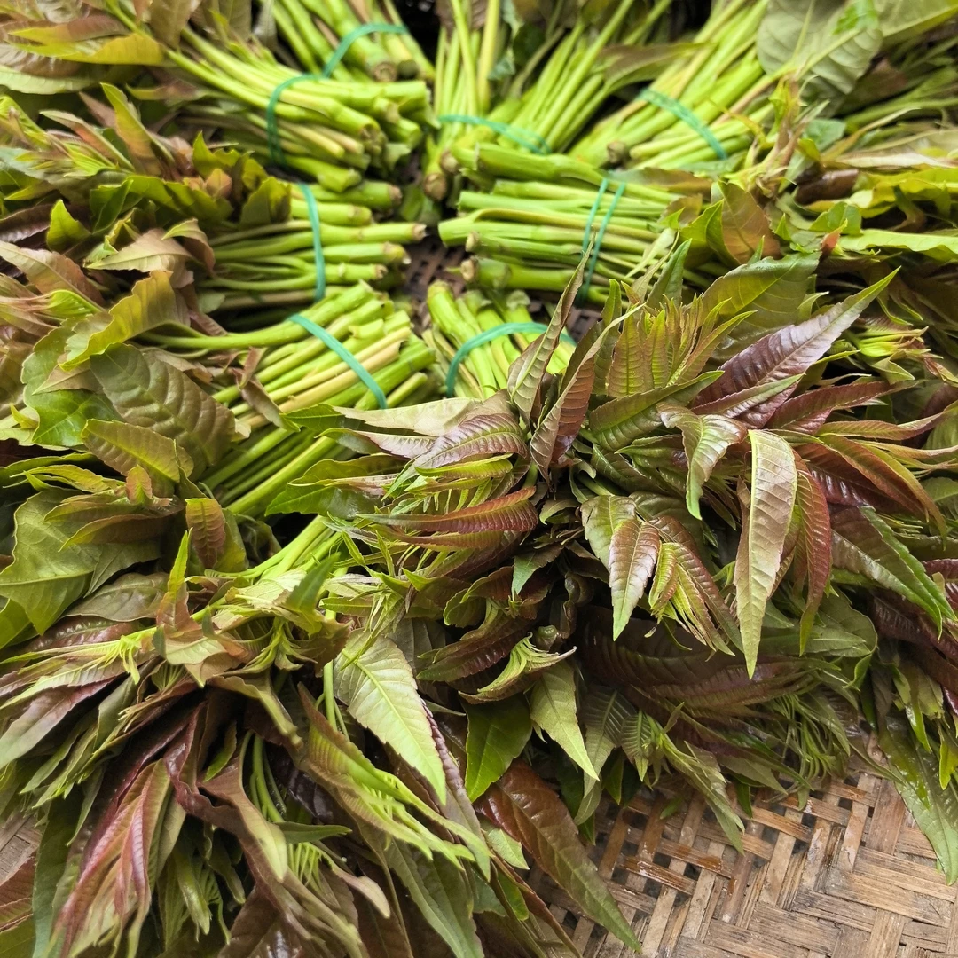 贵州高山种植四季香椿菜/开水焯水2分钟以上过冷水后切细炒或煎
