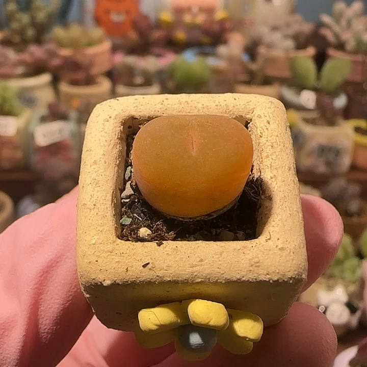 T可爱的小蟠桃盆口1.5cm