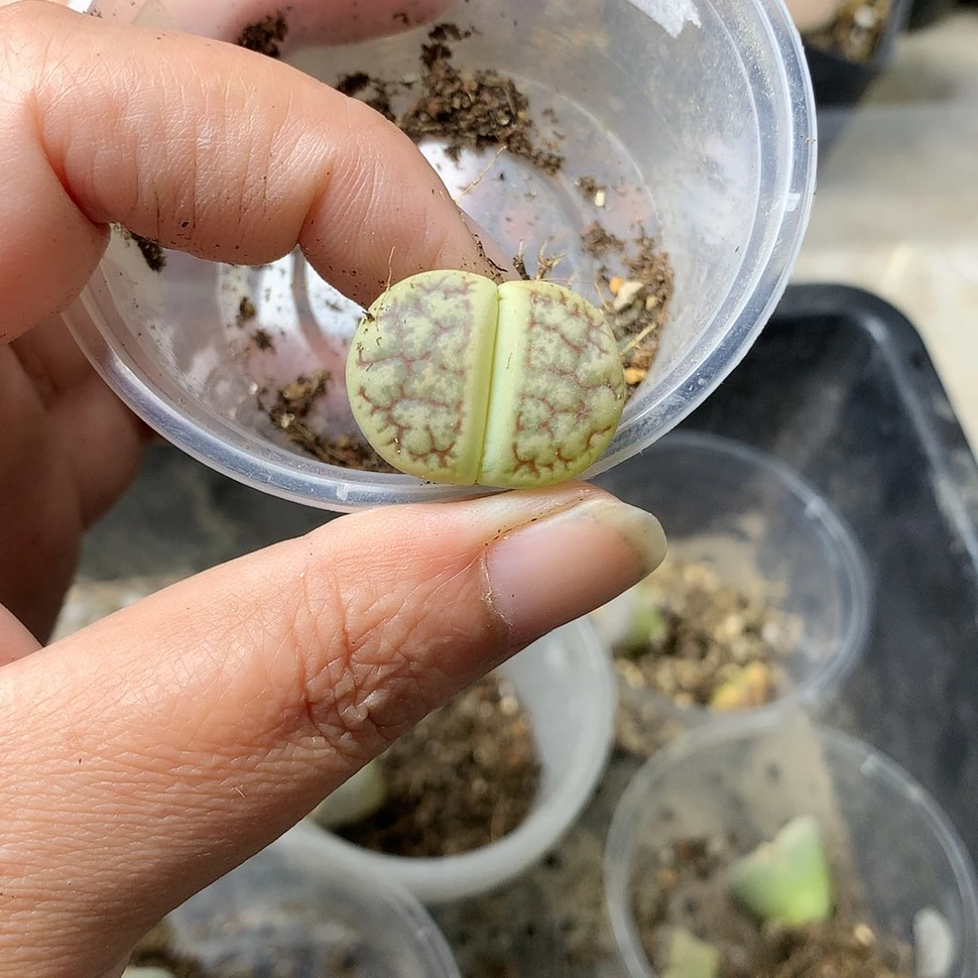 哎****?G348多肉植物保护