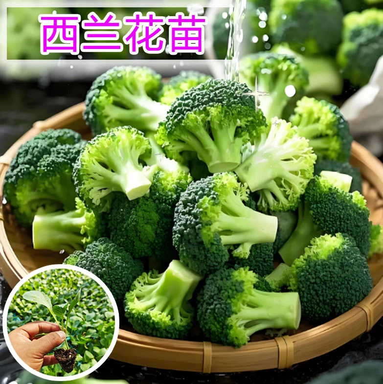 西兰花菜种苗菜花苗花菜苗散花批发秧苗抗寒易成活地栽阳台盆栽