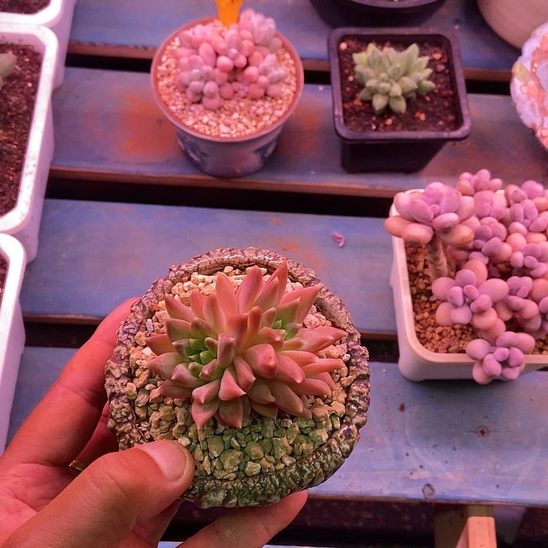 【闪购商品】_**宫幻影美人