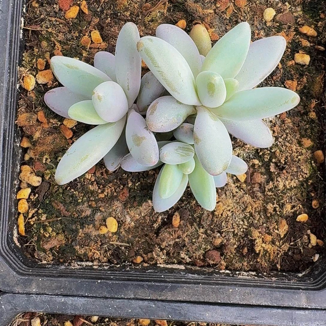 企鹅 3头 一物一拍