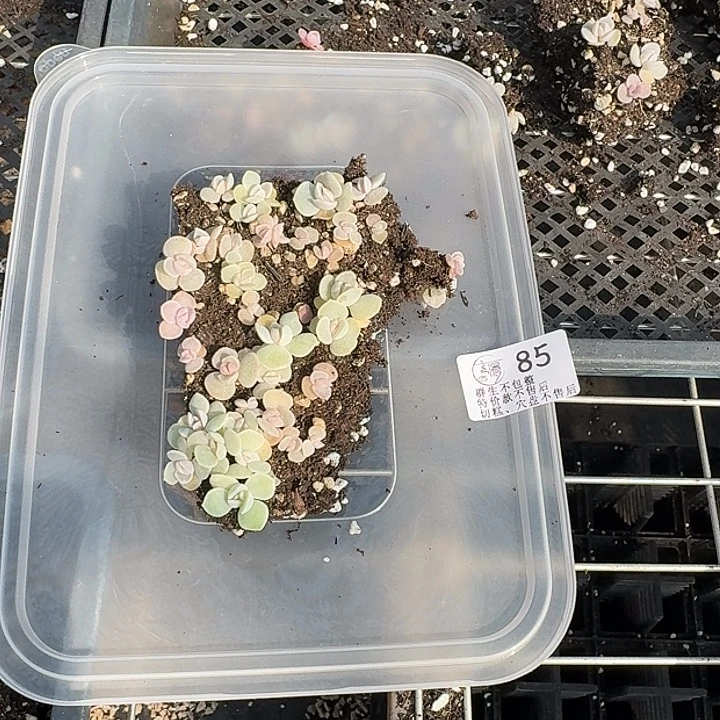 如图85冰兔切糕一份不售后