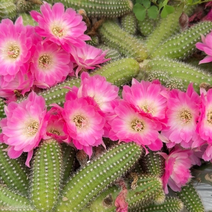 白檀仙人掌776侧芽一个