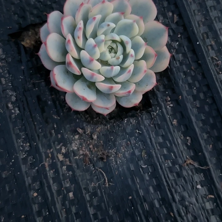 蓝姬莲锦好可爱啊哈哈