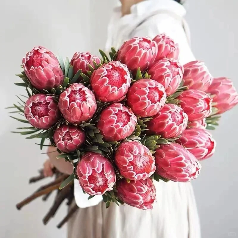 【南非公主花】菩提花 花中之花 内敛含蓄顽强生命力