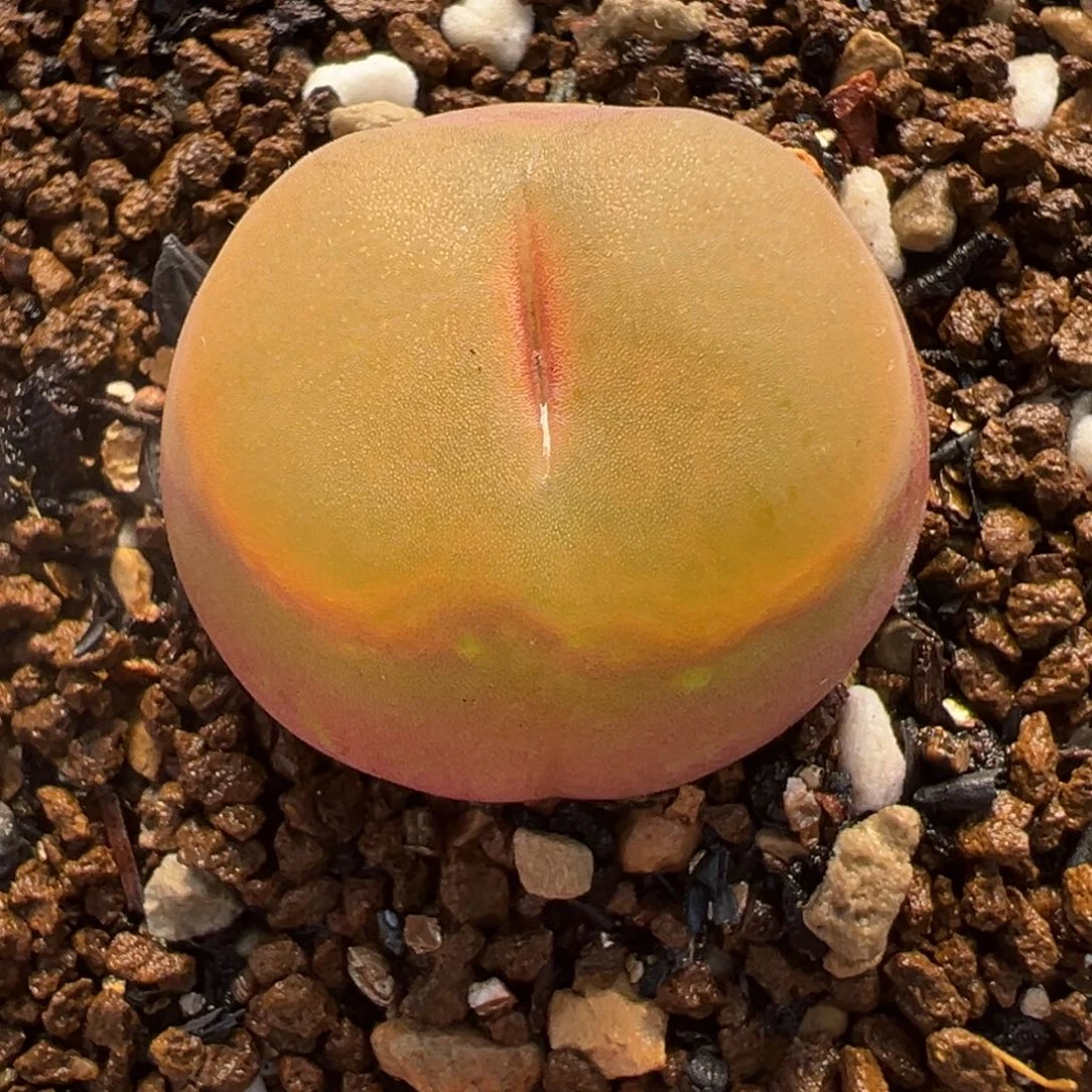 粉色水蜜桃多肉植物盆栽植物