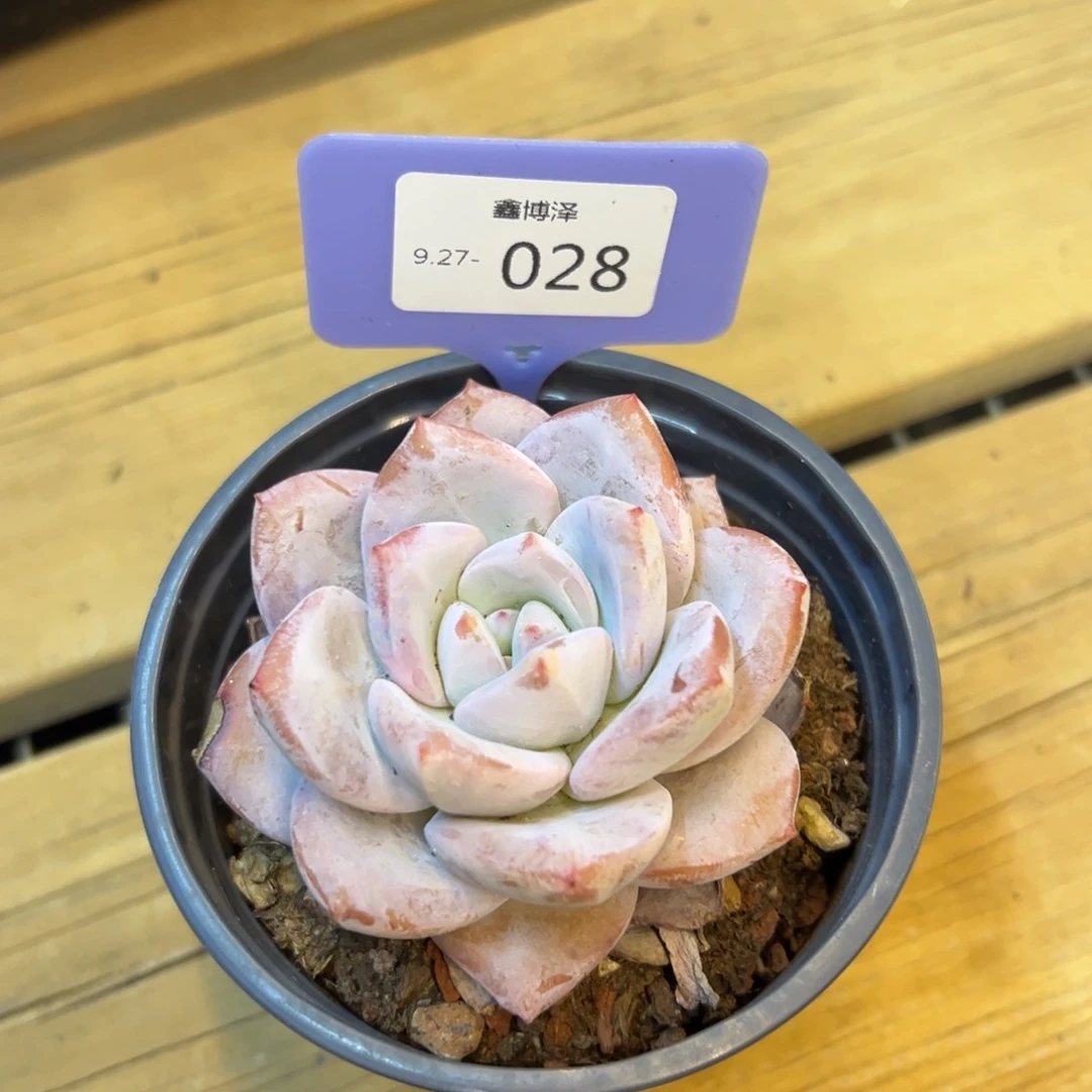 遇****?定向9.27-028
