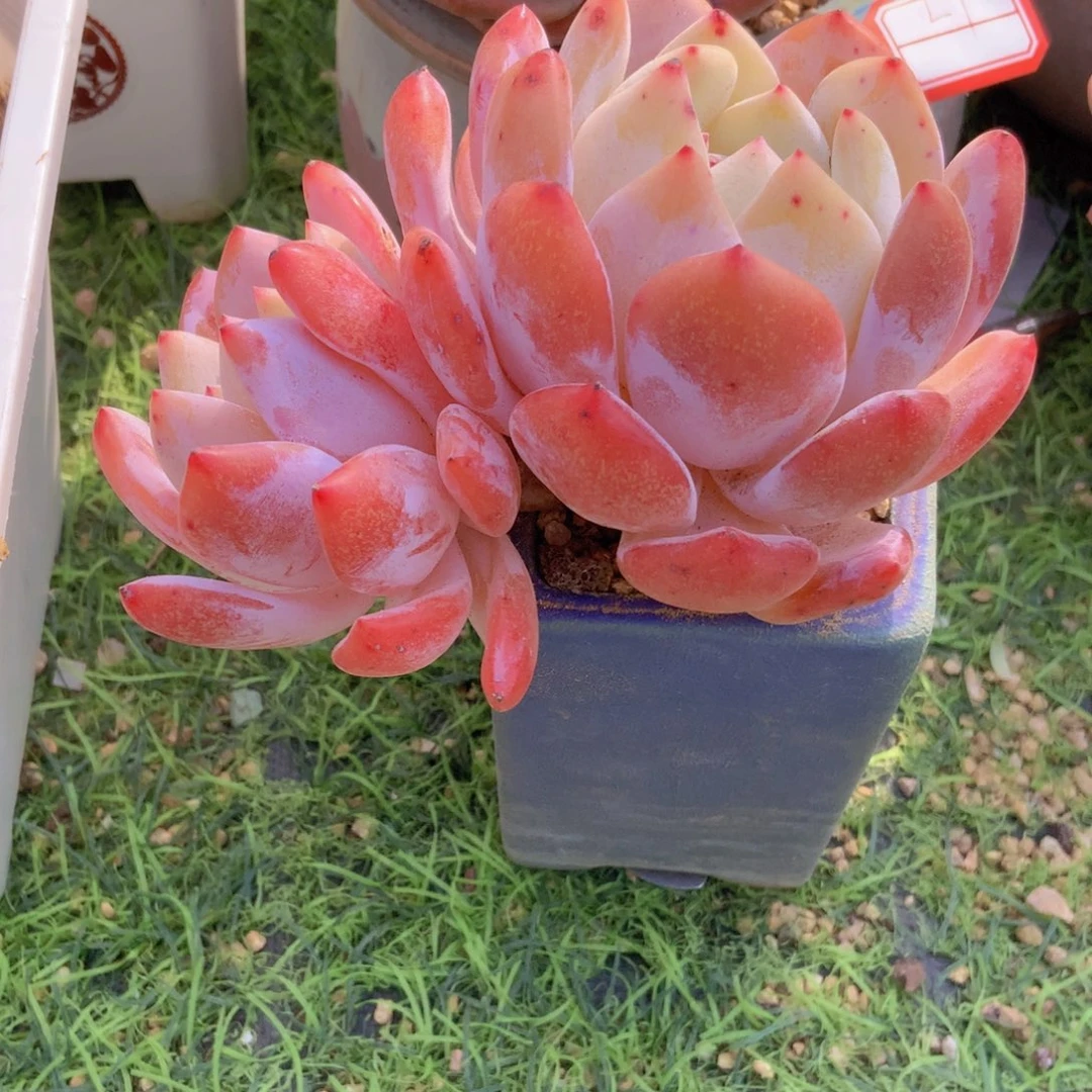 嗳*韩版雪天使一颗