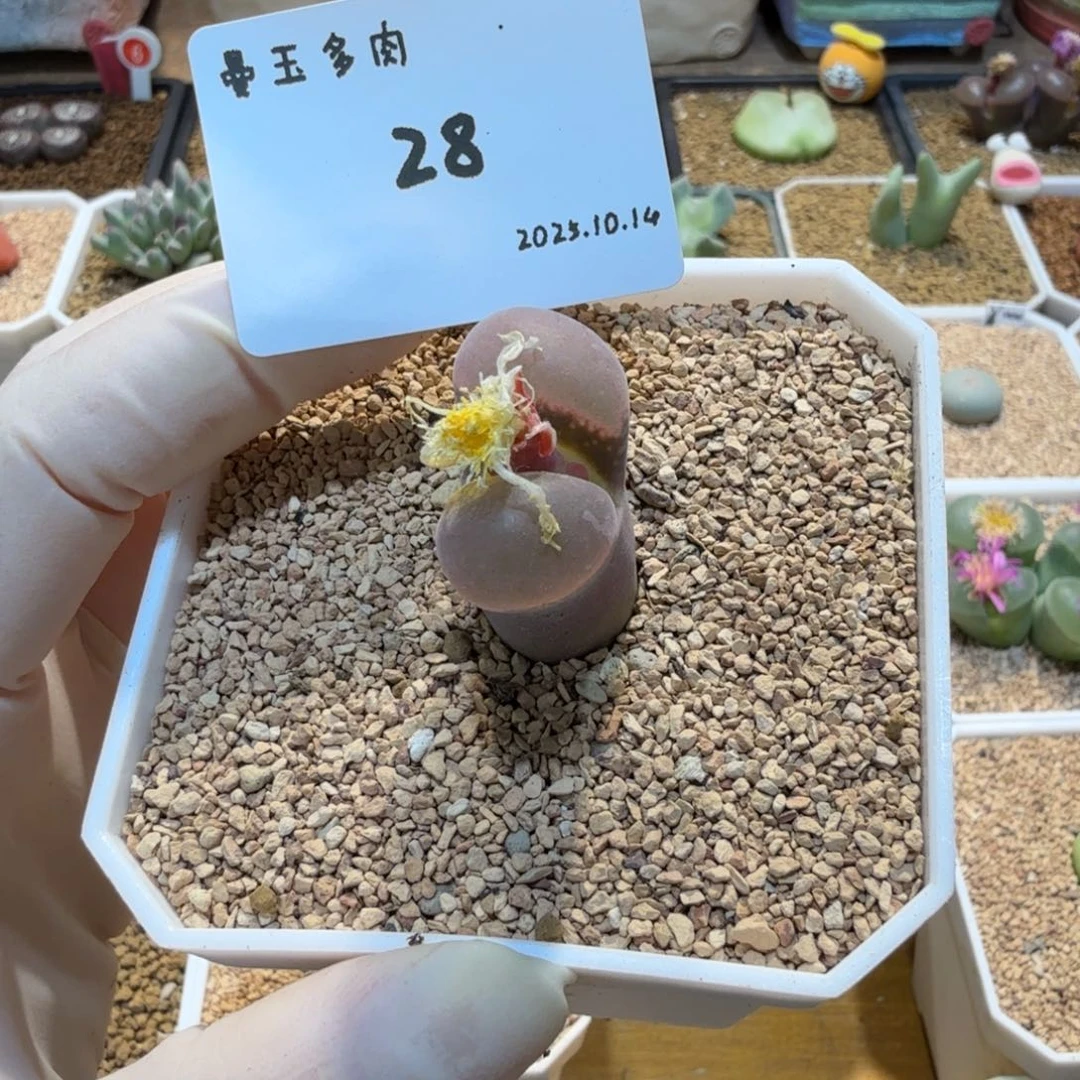 年***牙多肉多肉多肉10.14-028 pv1089 鲑鱼粉（青蛙）