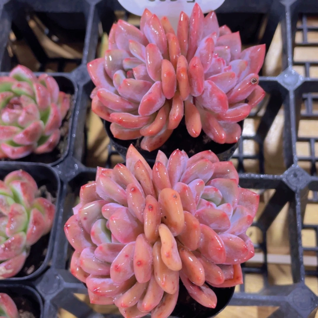 605号 老桩飘枝凌雪双头一颗