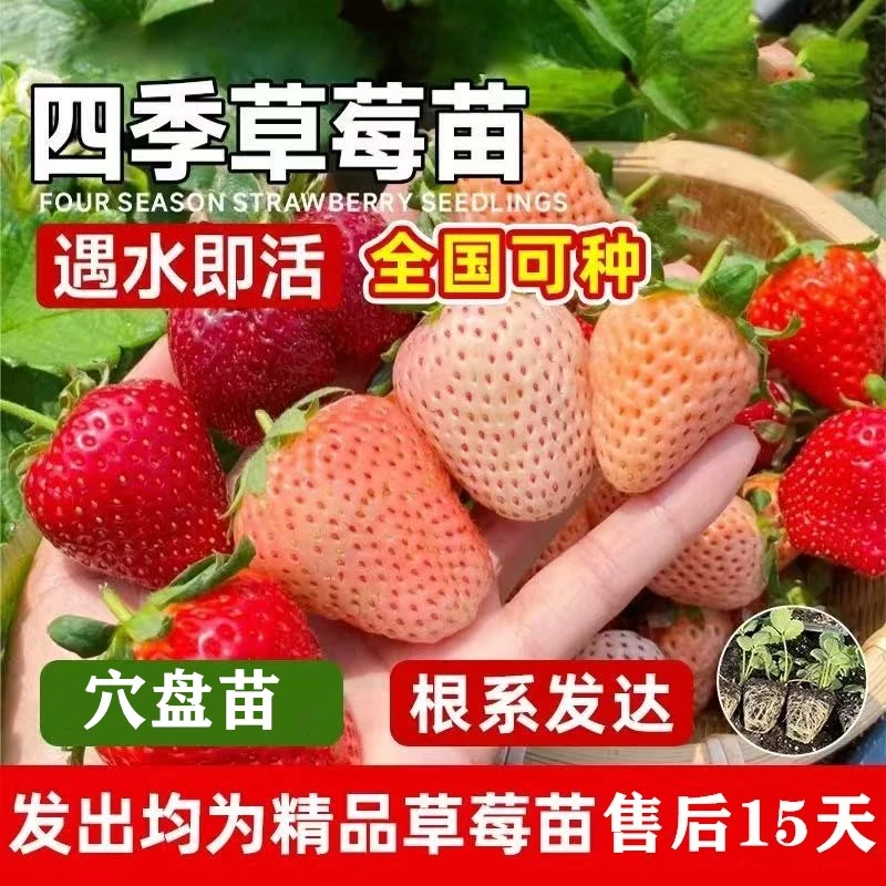 草莓苗奶油草莓苗白色草莓苗黑色草莓苗粉色草莓苗穴盘草莓苗