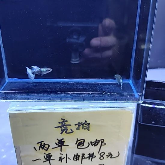 孔雀鱼16越系白金白尾一对