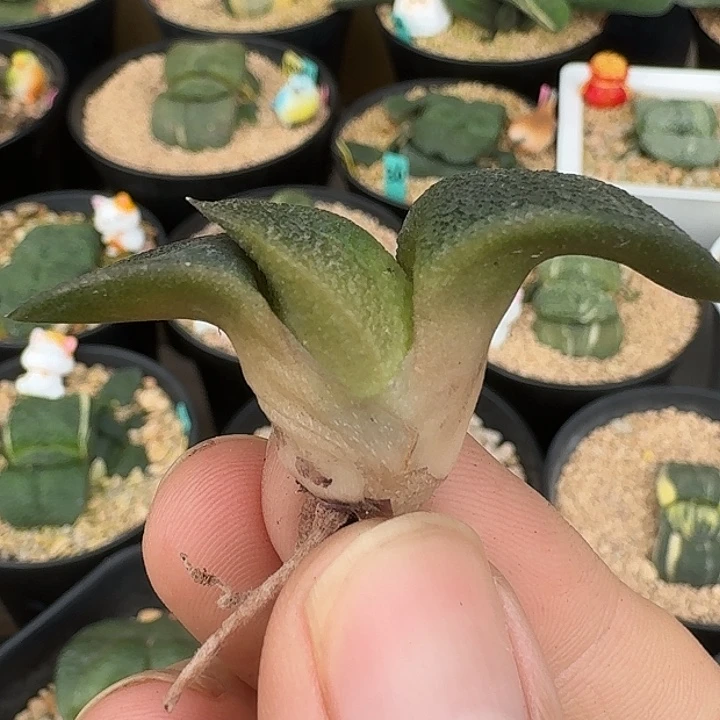 大型特军佩卧牛实生