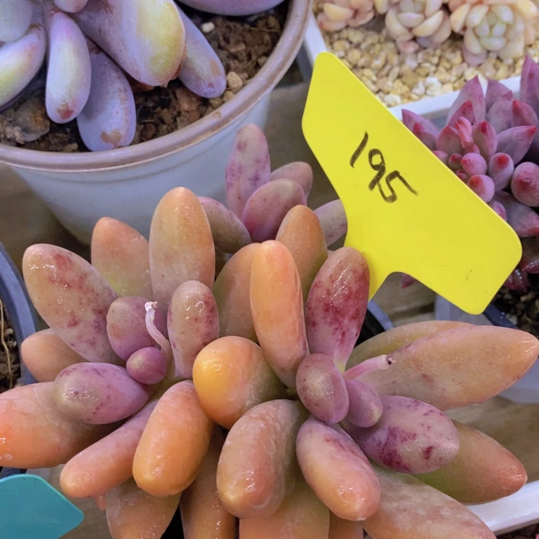 清货场，精品场一物一拍