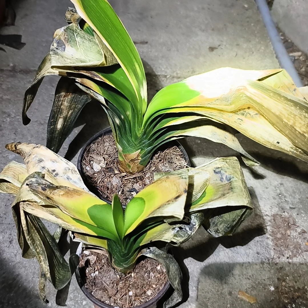 雨***丝完全开放盲盒大苗残叶特惠两棵无售后