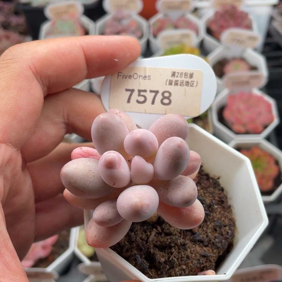 粉色恋人7578-5.5厘米