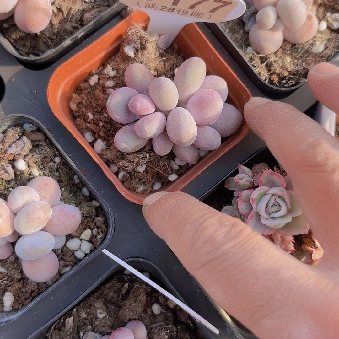 D177彩虹奶一物一拍