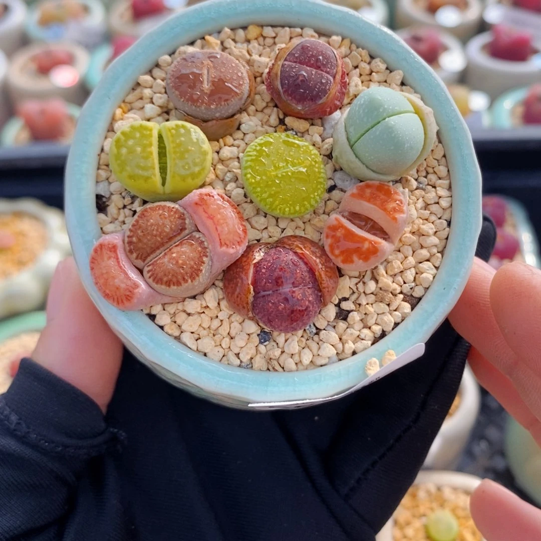 5854--一物一拍 带盆