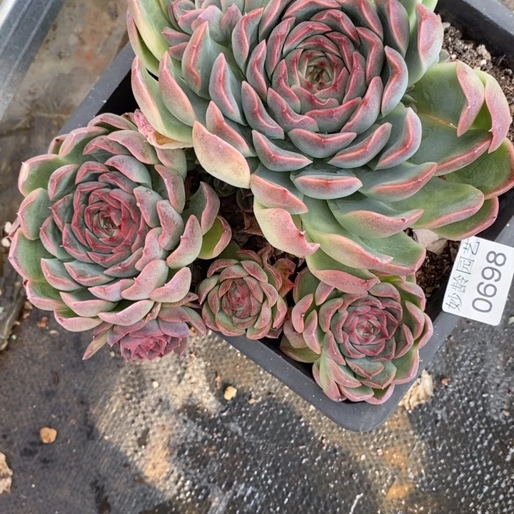 依***诺698不包整散掉头不售后～14厘米