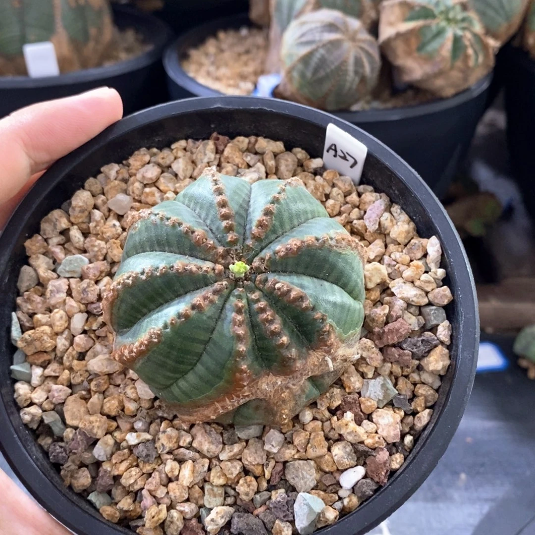 5 欧系实生布纹球多肉植物
