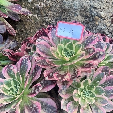 多肉植物白凤113