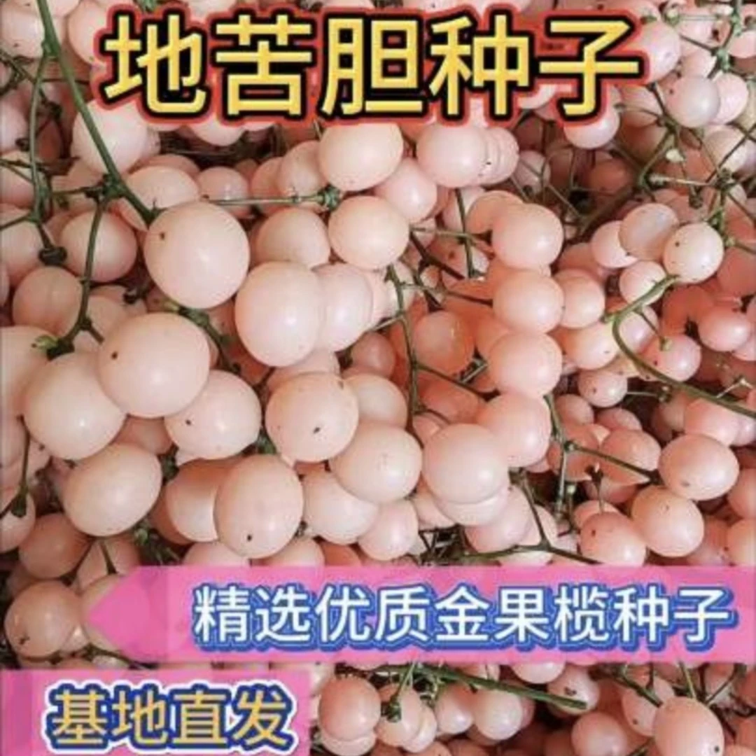 金果榄种子优质地苦胆种子发芽率高适应强金果榄地苦胆种基地直发