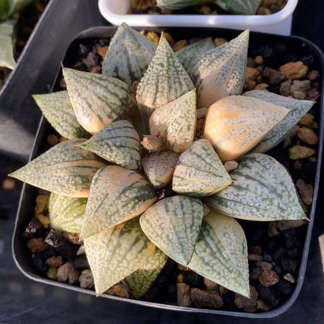 一颗实生白银锦。