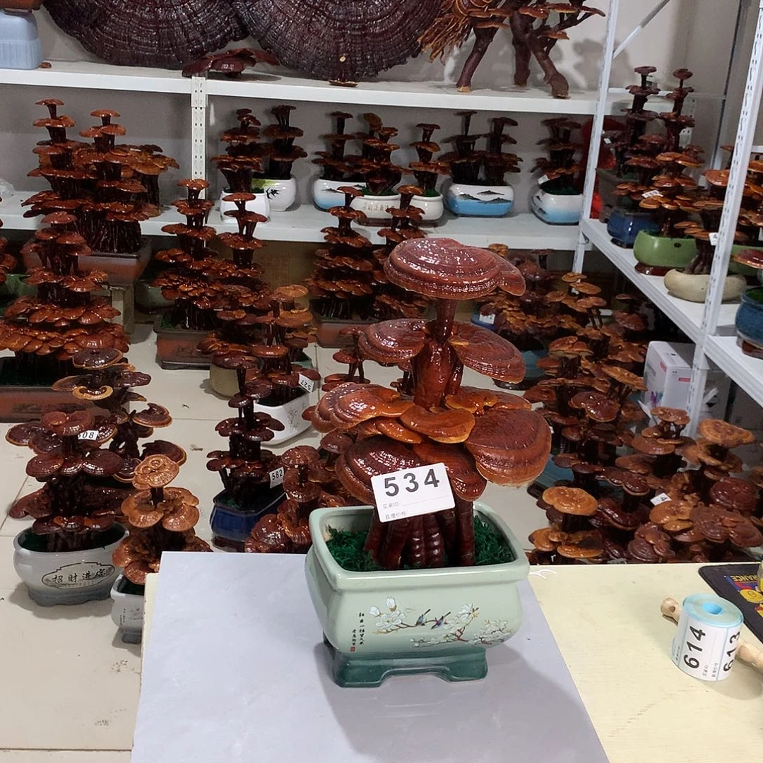 全部花朵5348888888888888