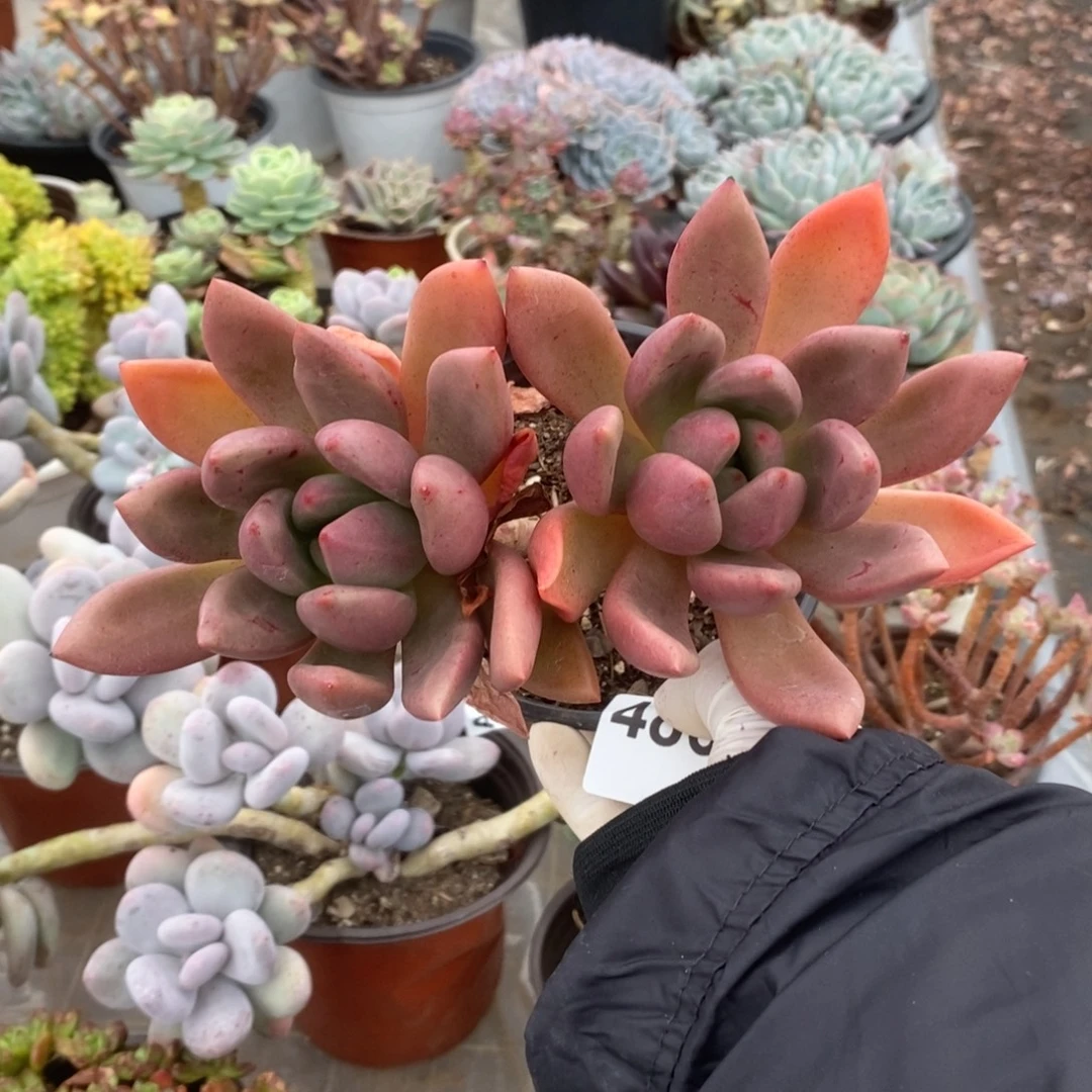 4865桃花源一物一拍