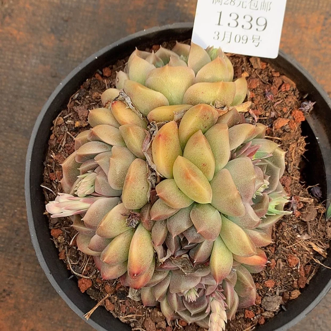 【闪购商品】云1339