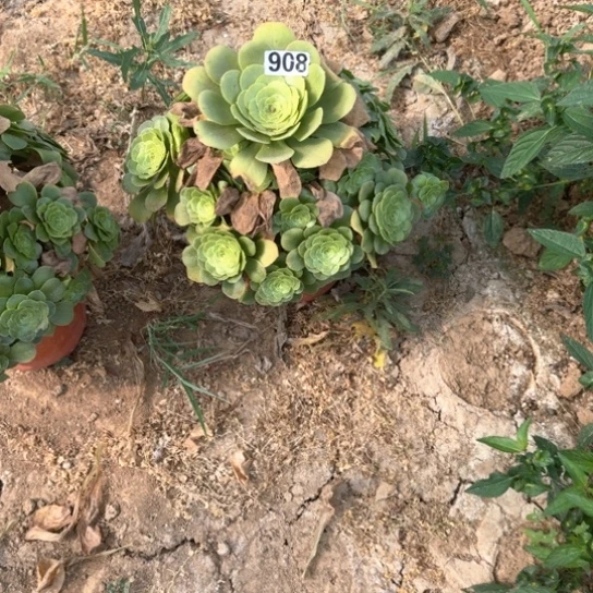 无花朵八尺908号不包断枝