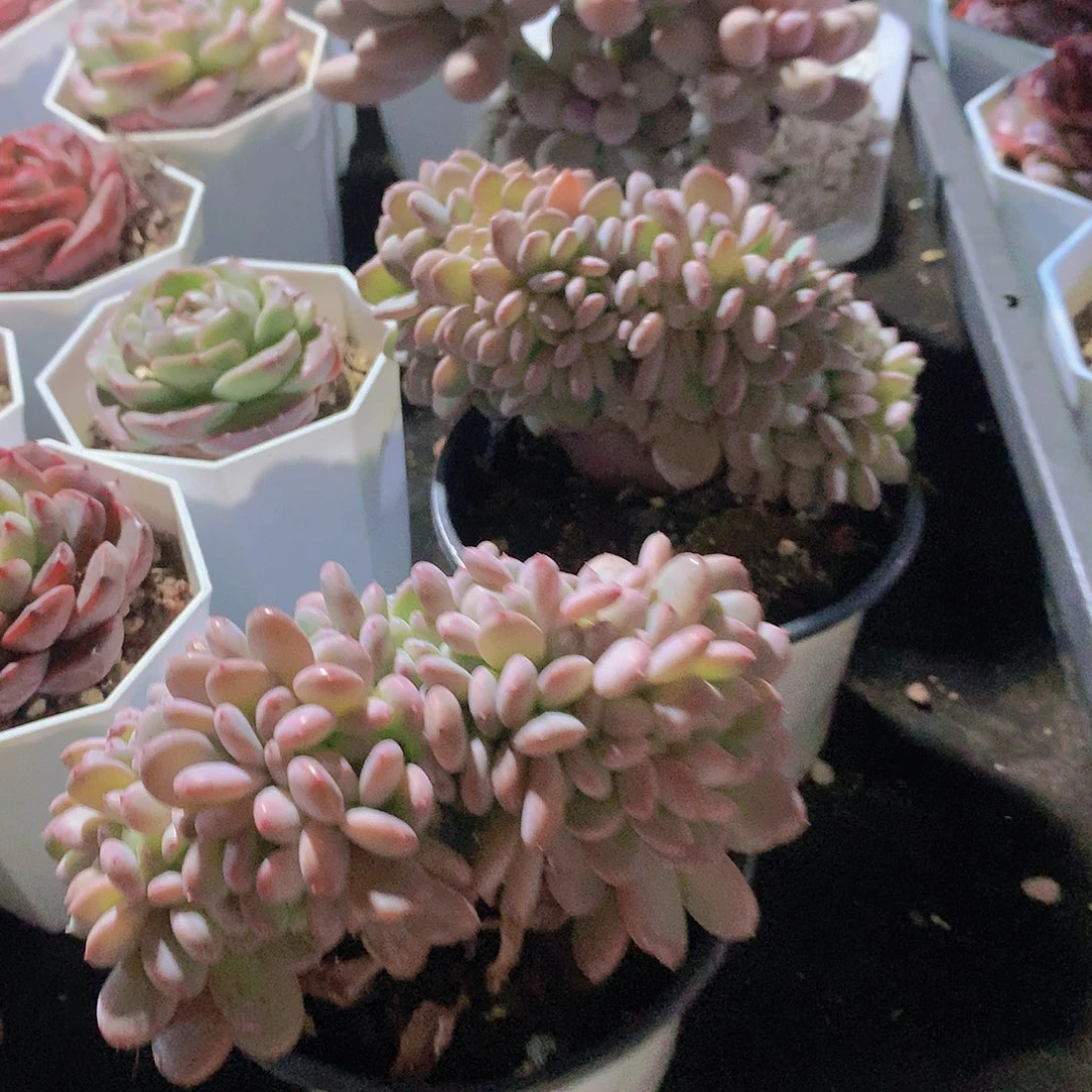 粉珍妮缀化234667789990000