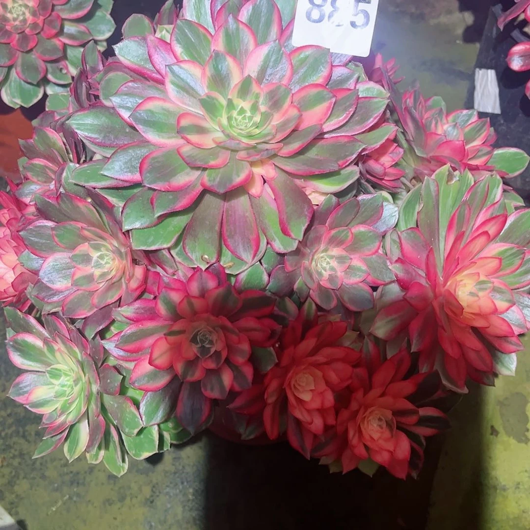 无花朵꧁****꧂多肉植物黑魔锦885