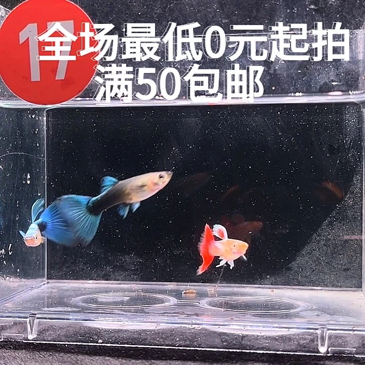 孔雀鱼双基因蓝礼服鸥翼