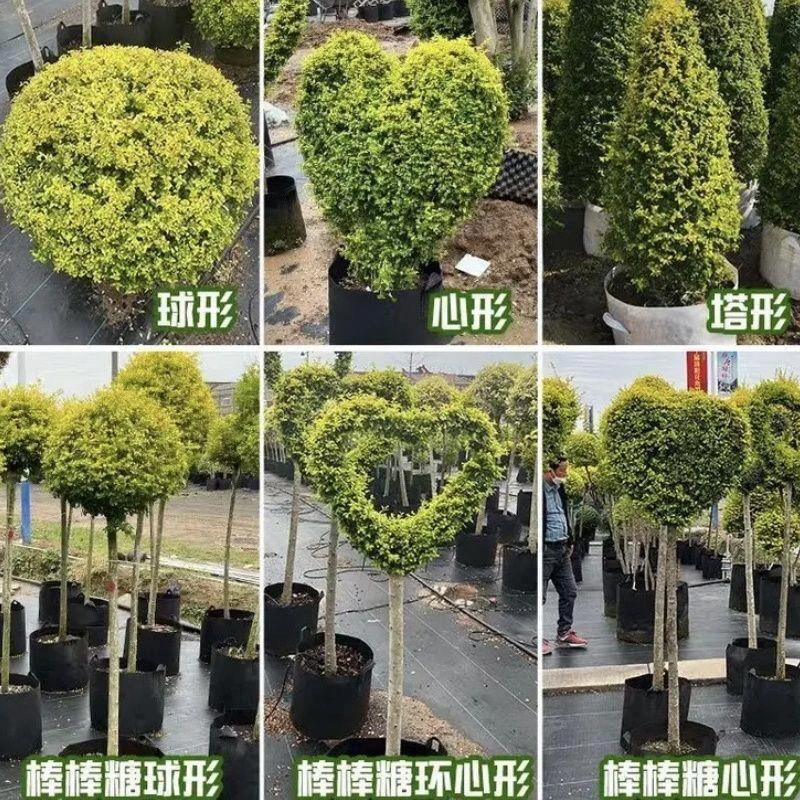 亮晶女贞棒棒糖造型树适合别墅花池庭院楼顶绿化植物
